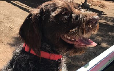 Murphy – Wirehaired Pointing Griffon (Adopted)