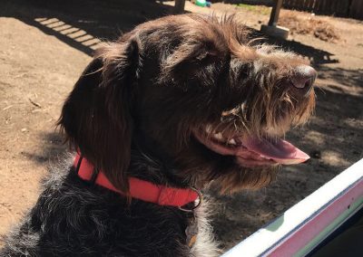 Murphy – Wirehaired Pointing Griffon (Adopted)