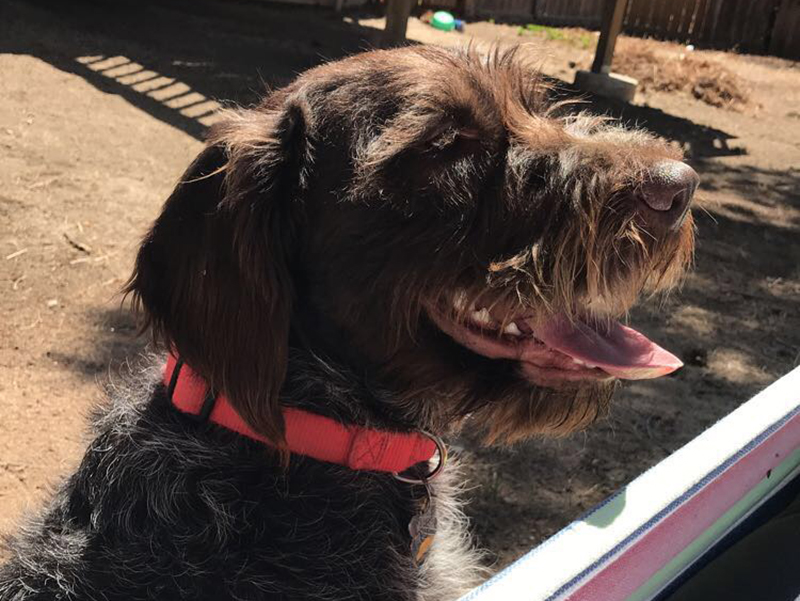 Murphy – Wirehaired Pointing Griffon (Adopted)