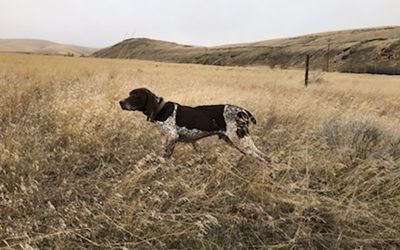 Muley – German Shorthaired Pointer