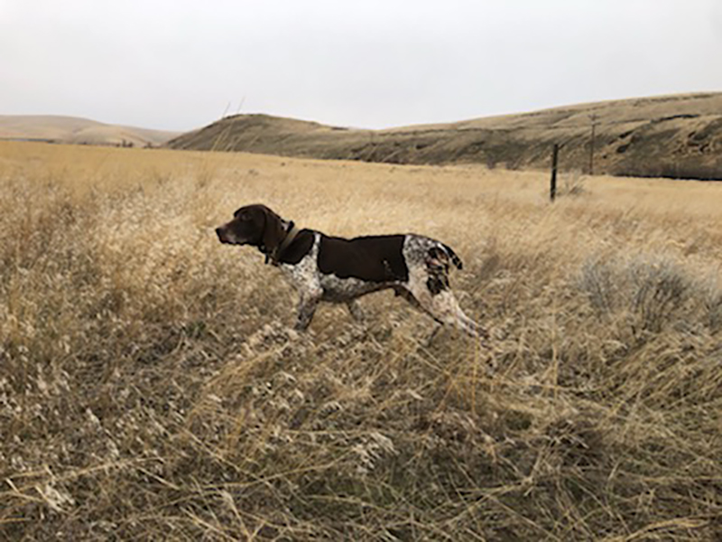 Muley – German Shorthaired Pointer