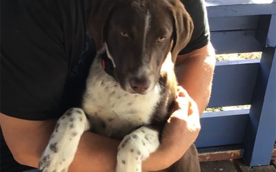 Doggie – German Shorthaired Pointer (Adopted)