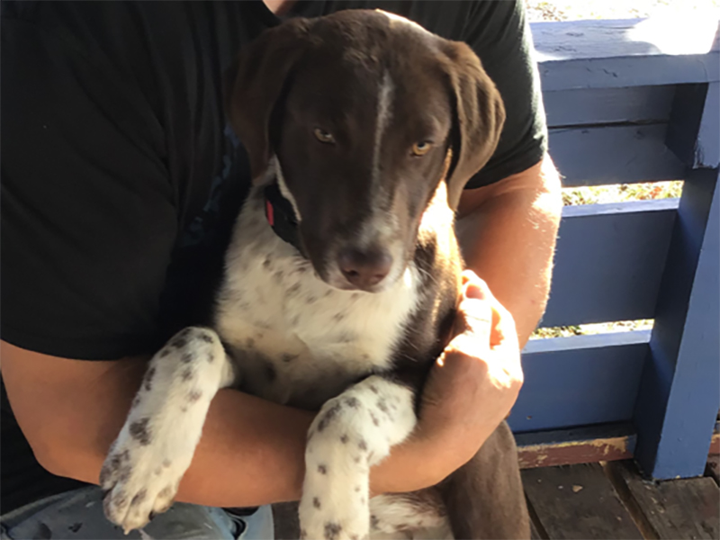 Doggie – German Shorthaired Pointer (Adopted)