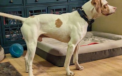 Buster – English Pointer (Adopted)