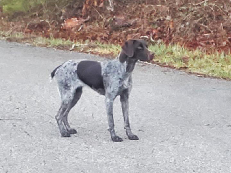 Lady Bird – German Wirehaired Pointer (Adopted)