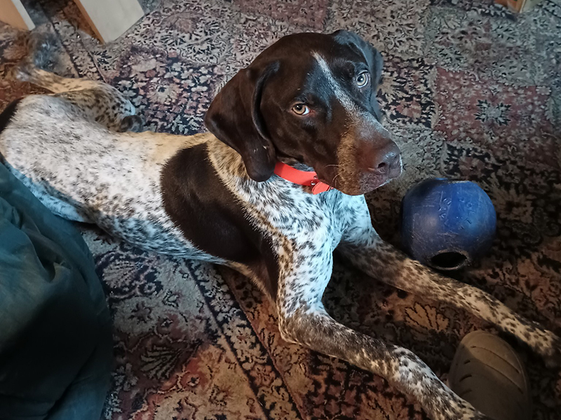 Ranger – German Shorthaired Pointer (Adopted)