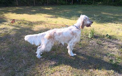 Baker – English Setter (Adopted)