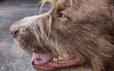 Dutchess – Pudelpointer mix (Adopted)