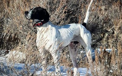 Rooster – English Pointer