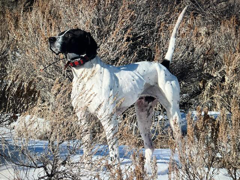 Rooster – English Pointer