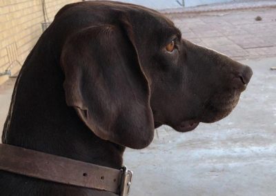 Tess – German Shorthaired Pointer