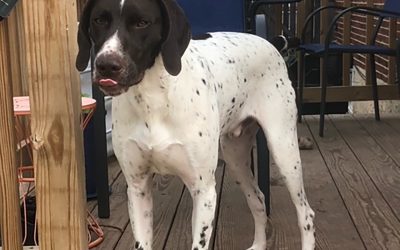 Oshie – German Shorthaired Pointer (Adopted)