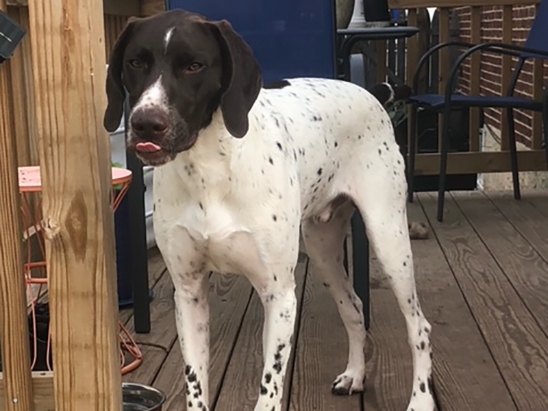 Oshie – German Shorthaired Pointer (Adopted)