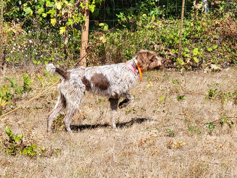 Jazz – German Wirehaired Pointer (Adopted)