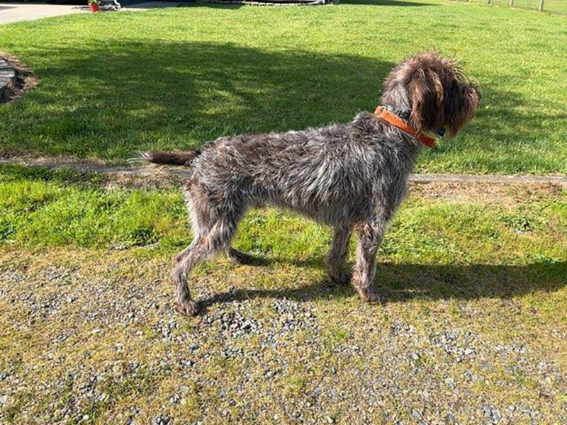 Moose – Wirehaired Pointing Griffon (Adopted)