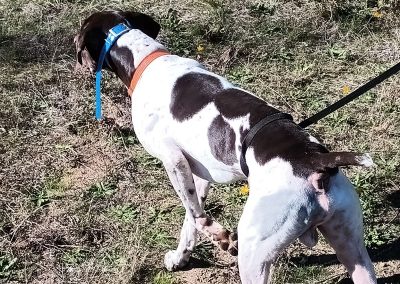 Trigger – German Shorthaired Pointer (Adopted)