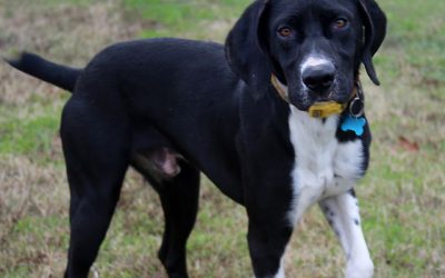 Elvis – German Shorthaired Pointer (Adopted)