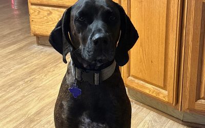 Sadie Mae – Plott Hound (Adopted)