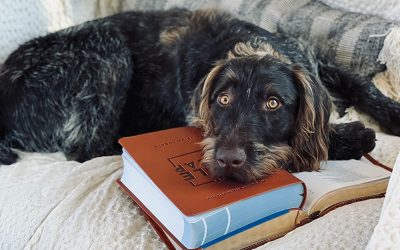Boomer – German Wirehaired Pointer (Adopted)