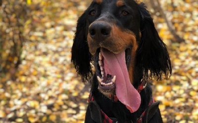 Fiddich – Gordon Setter (Transferred to Gordon Setter Rescue) ( Adopted)