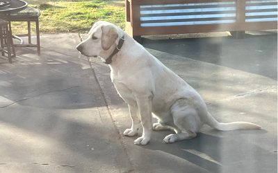 Luke – English Labrador Retriever (Adopted)