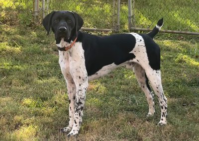 Pepper – German Shorthaired Pointer (Adopted)