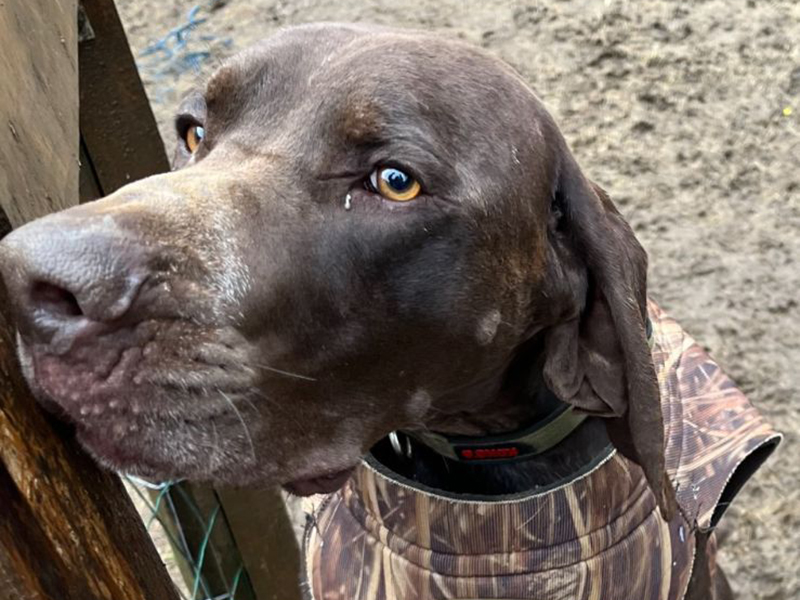 Finn – German Shorthaired Pointer (Adopted)