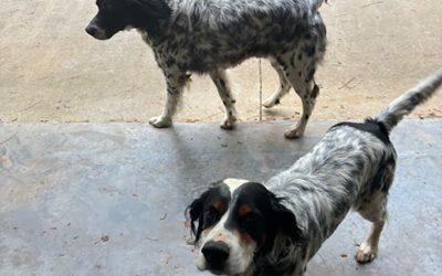 Gus & Cooper – English Setters