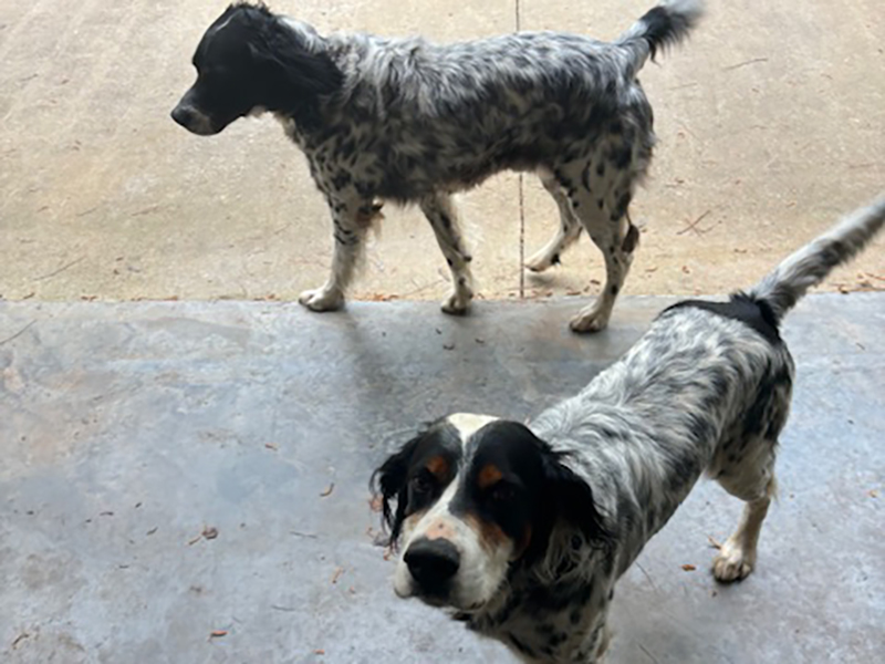 Gus & Cooper – English Setters