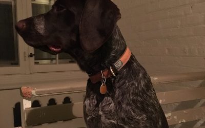 Wall-e – German Wirehaired Pointer