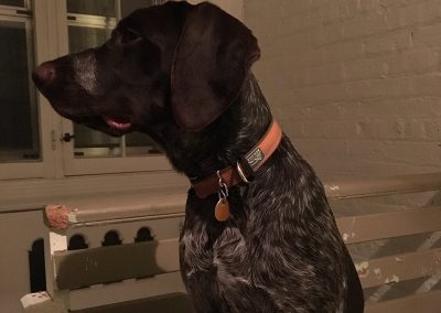 Wall-e – German Wirehaired Pointer