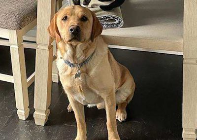 Jax – Pointing Labrador Retriever (Adopted)