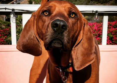Wyatt – Redbone Coonhound