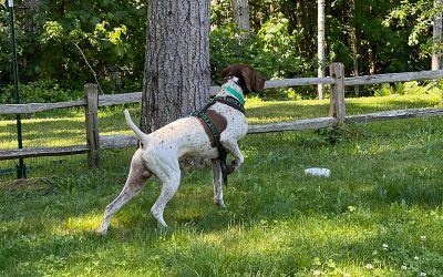Barry – German Shorthaired Pointer