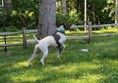 Barry – German Shorthaired Pointer