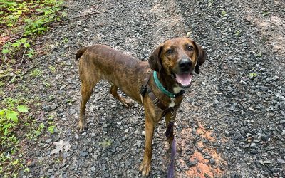 Hobie – Mountain Cur/Treewalking Coonhound (Adopted)