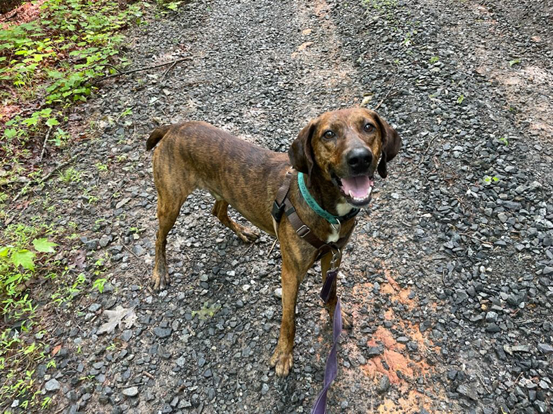 Hobie – Mountain Cur/Treewalking Coonhound (Adopted)