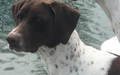 Beezee – German Shorthaired Pointer (Adopted)