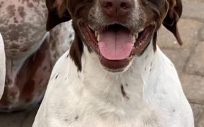 Isa – German Shorthaired Pointer (Adopted)