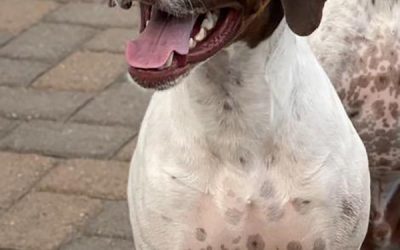 Jeager – German Shorthaired Pointer (Adopted)