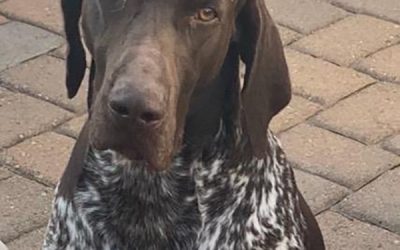 Vito – German Shorthaired Pointer (Adopted)