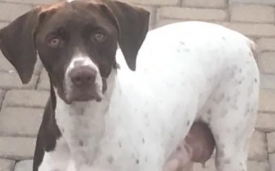 Zola – German Shorthaired Pointer (Adopted)