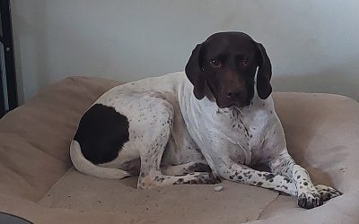 Al – German Shorthaired Pointer (Adopted)