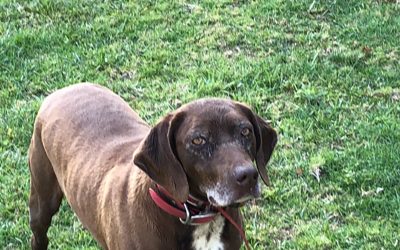 Diamond – Pudelpointer