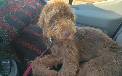 George – Pudelpointer (Adopted)