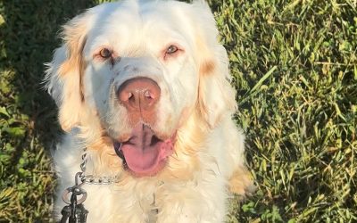 Henry – Clumber Spaniel (Adopted)