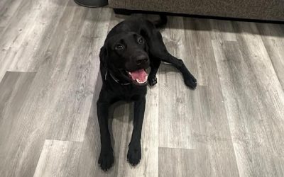 Tucker – Black Labrador Retriever (Adopted)