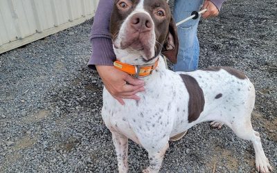 Rebel – English Pointer (Adopted)
