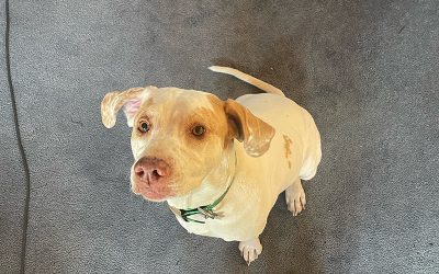 Brandy – English Pointer (Adopted)