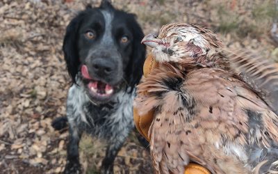River – English Cocker Spaniel (Adopted)